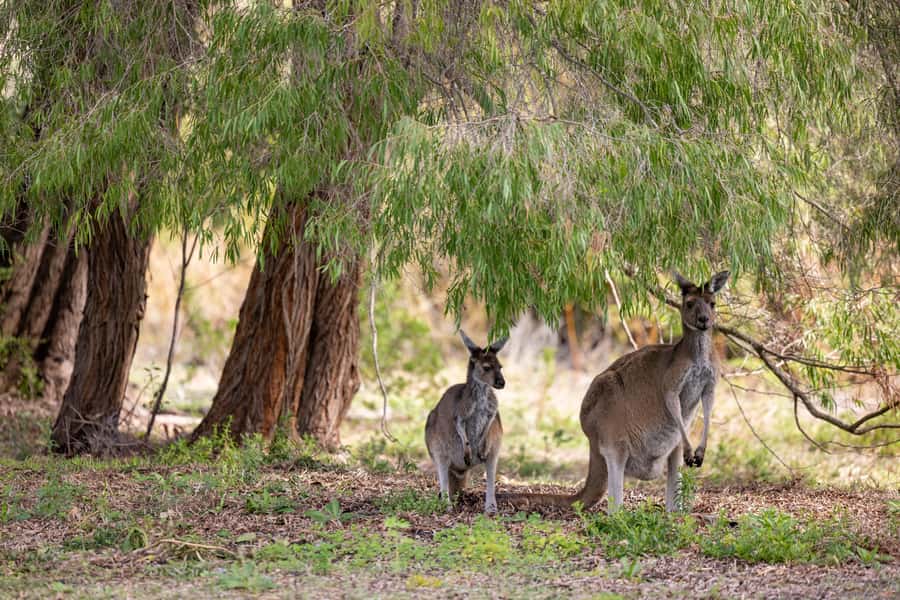 From Perth: Pinnacles Lobster Shack and Yanchep Day Trip - What the long return drive feels like