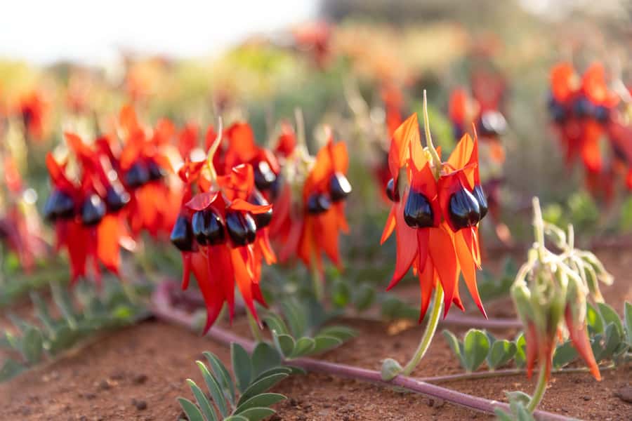 From Perth: Pinnacles Sunset and Stargazing Tour with Dinner - The drive north from Perth