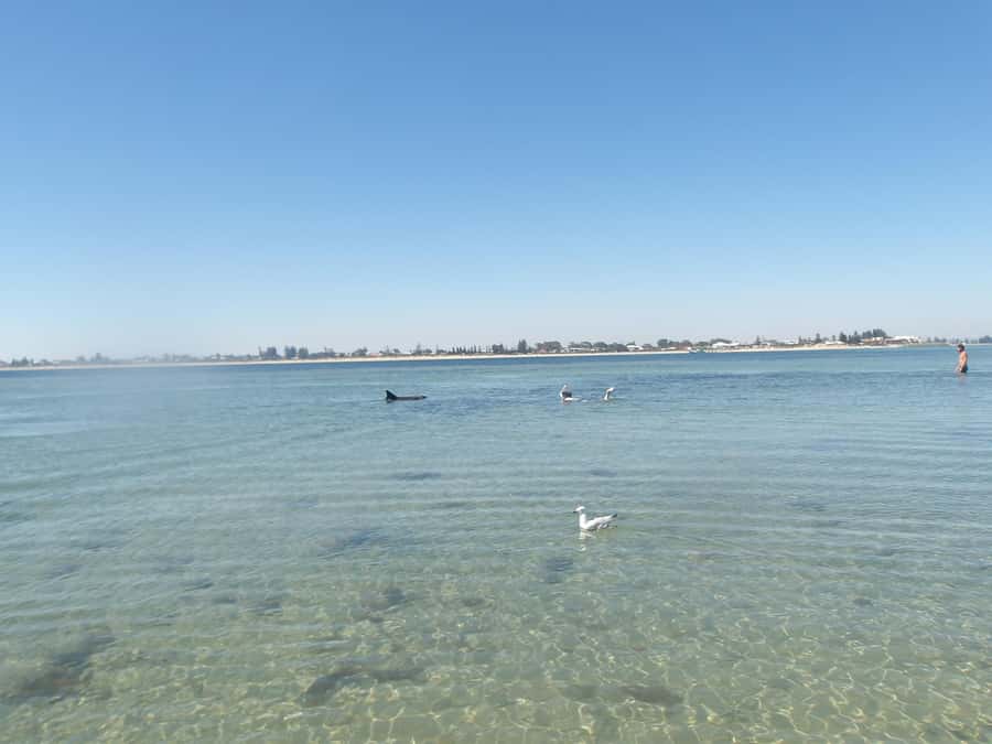 From Perth: Rockingham Seal & Penguin Islands Sea Kayak Tour - The longer paddle to Penguin Island