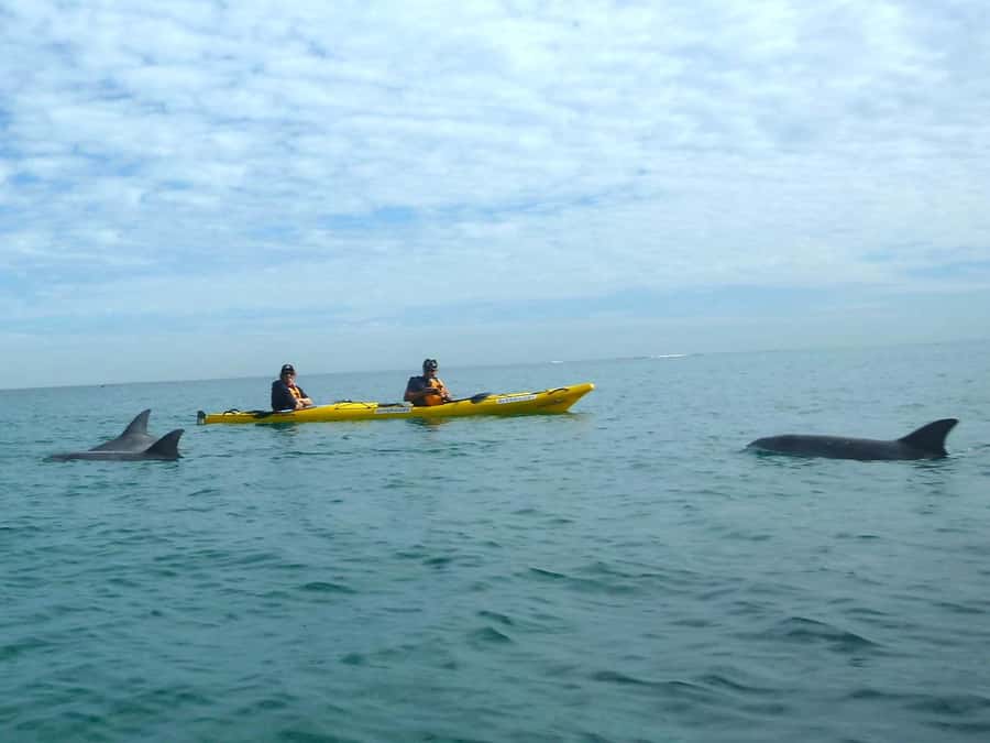 From Perth: Rockingham Seal & Penguin Islands Sea Kayak Tour - The afternoon wind and the paddle back