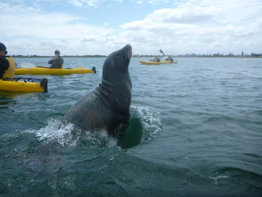 From Perth: Rockingham Seal & Penguin Islands Sea Kayak Tour - My take: book it for the setting, not a wildlife guarantee