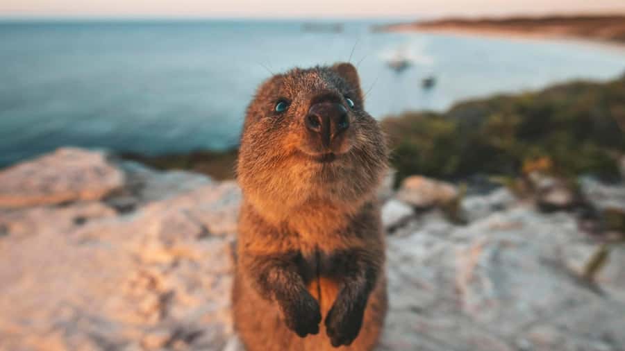 From Perth: Rottnest Island Ferry & Bus Day Tour - What the $135 price really covers