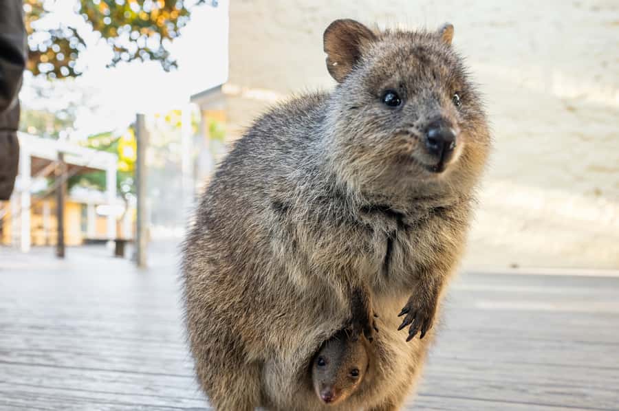 From Perth: Rottnest Island Full-Day Bike and Ferry Trip - Timing the day so it does not feel rushed