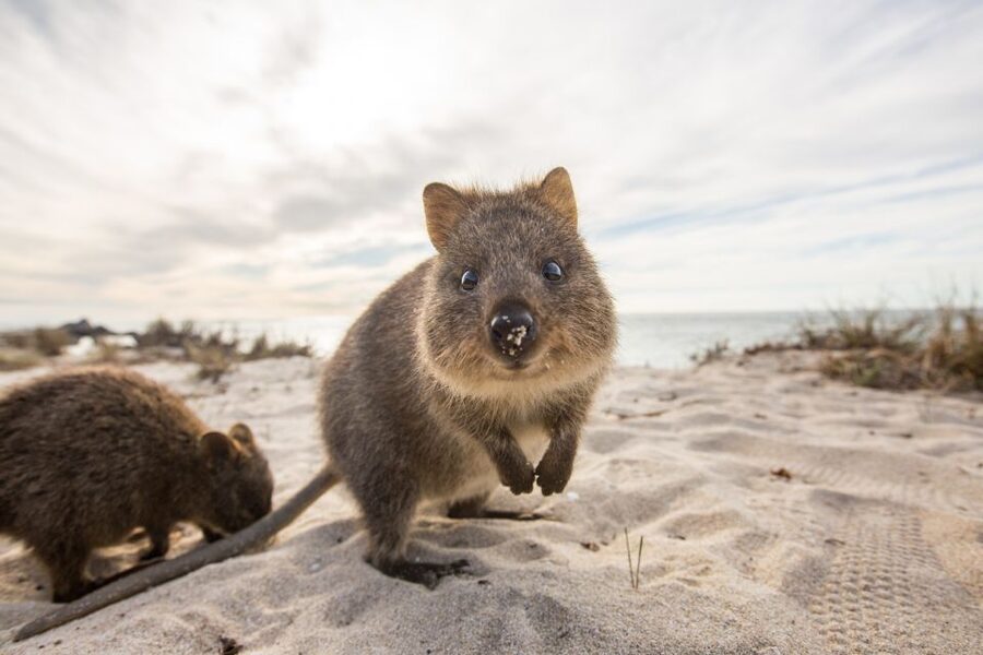 From Perth: Rottnest Island Grand Island Day Tour with Lunch - Riding the Captain Hussey train to Oliver Hill