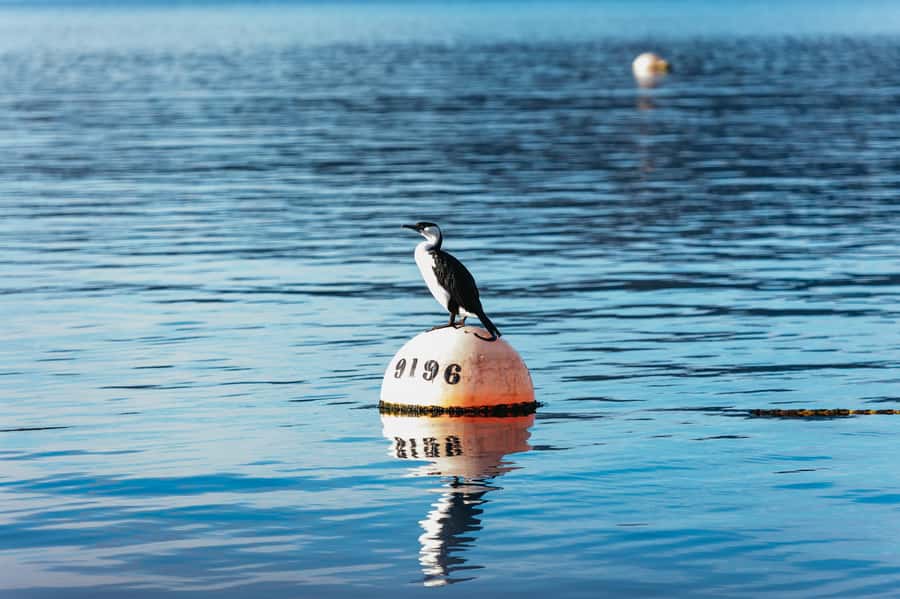 From Port Arthur: Tasman Island Wilderness Cruise - Practical details before booking