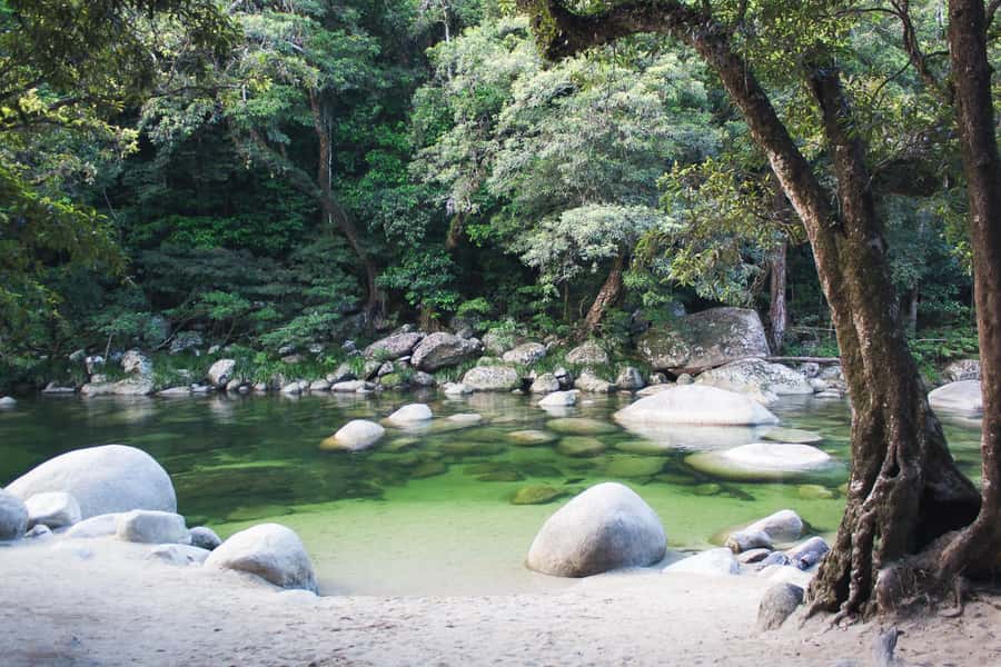 From Port Douglas: Daintree Rainforest & Mossman Gorge Tour - Dubuji Boardwalk and rainforest detail