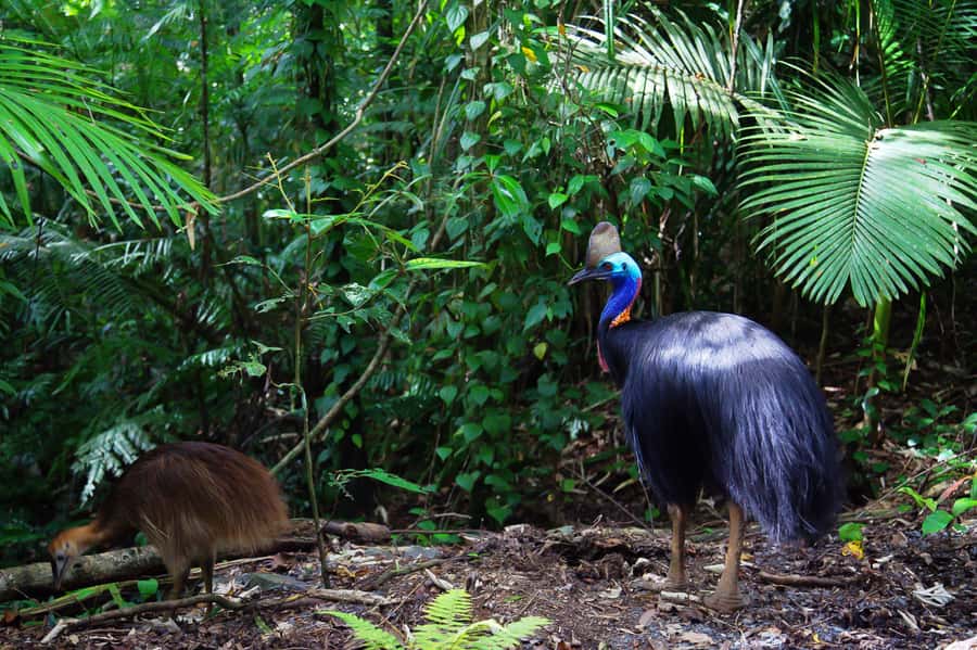 From Port Douglas: Daintree Rainforest & Mossman Gorge Tour - Is $145 good value?
