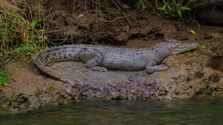 From Port Douglas: Daintree Rainforest & Mossman Gorge Tour - What to pack for this particular day