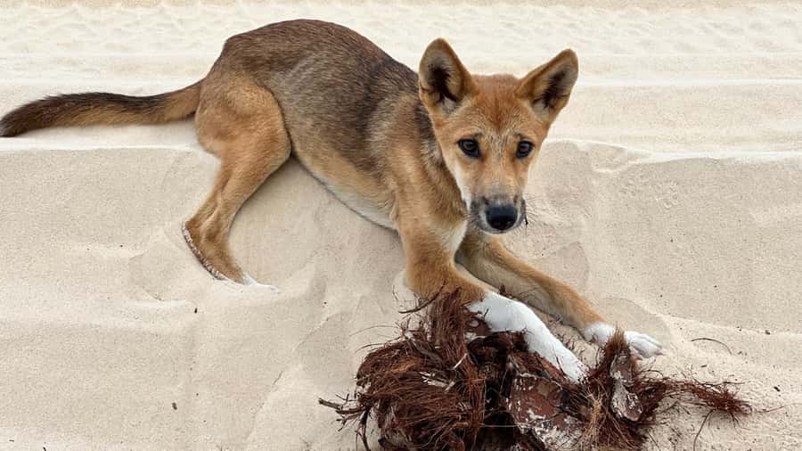 From Rainbow Beach: K'gari (Fraser Island) Full-Day Tour - Who should book this tour?