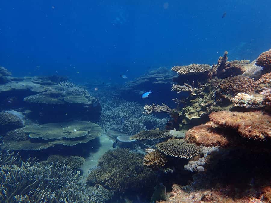 From Rosslyn: Great Keppel Island Adventure Tour with Lunch - Afternoon tea and the ride back to Rosslyn