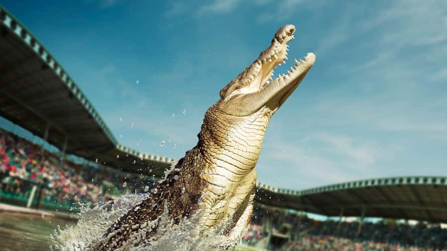 From Sunshine Coast: Australia Zoo Entry Ticket and Transfer - Why this Australia Zoo trip works so well