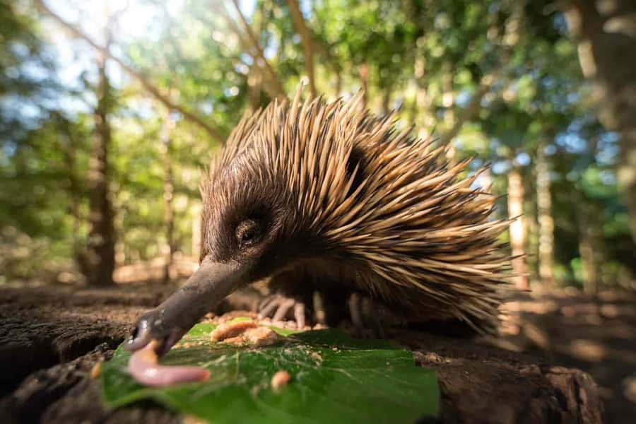 From Sunshine Coast: Australia Zoo Entry Ticket and Transfer - The ride from your Sunshine Coast hotel