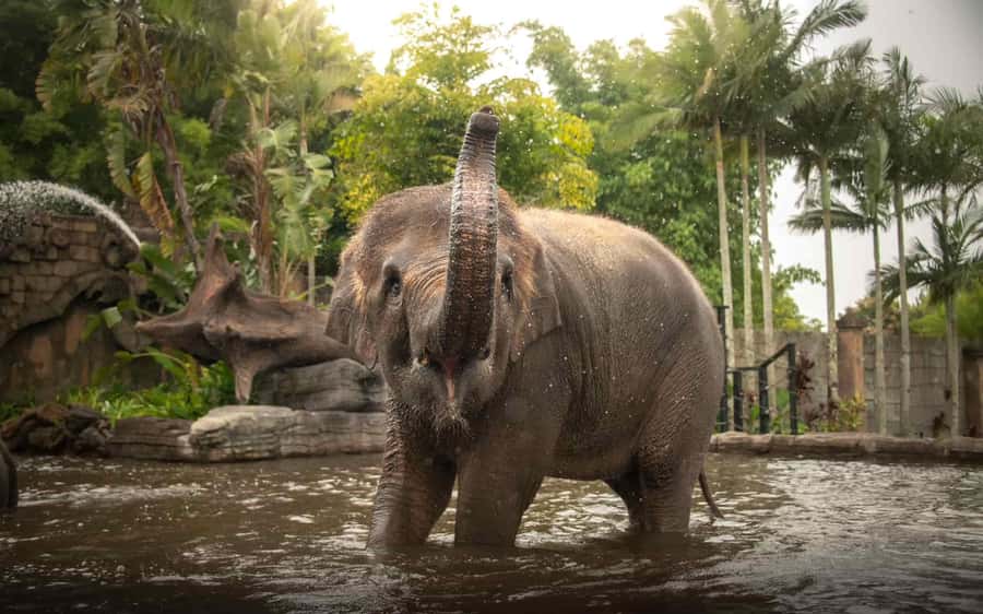 From Sunshine Coast: Australia Zoo Entry Ticket and Transfer - Six hours to explore Australia Zoo