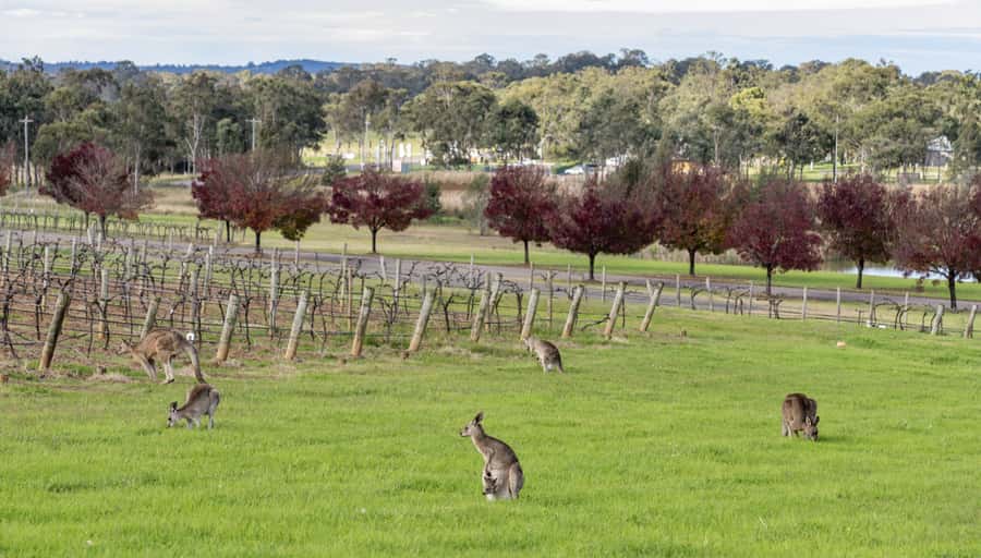 From Sydney: All Inclusive Boutique Hunter Valley Wine Tour - Why this Hunter Valley tour feels different