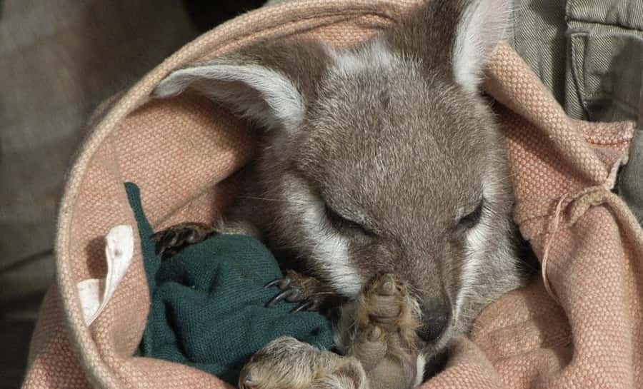 From Sydney: Blue Mountains Bushwalks & Featherdale Tour - Featherdale Wildlife Park: a useful wildlife introduction