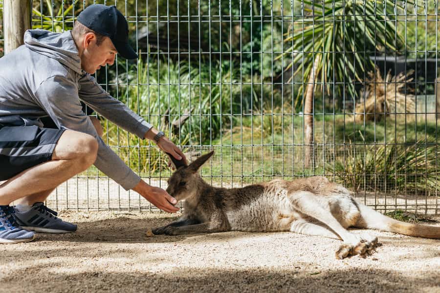 From Sydney: Blue Mountains Full-Day Trip - Why this Blue Mountains day trip works