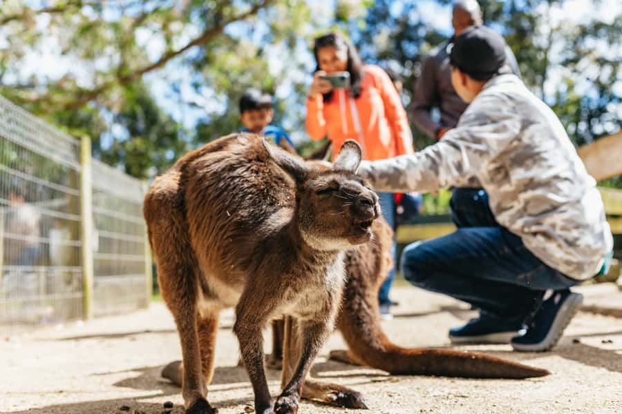 From Sydney: Blue Mountains Full-Day Trip - The coach ride and the guides