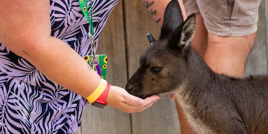 From Sydney: Blue Mountains, Scenic Railway, & Sydney Zoo - Who should book this experience?