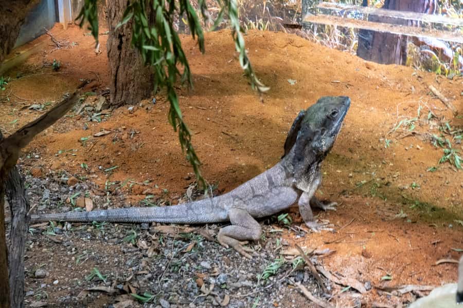 From Sydney: Blue Mountains, Scenic Railway, & Sydney Zoo - The guide can make or break the long day