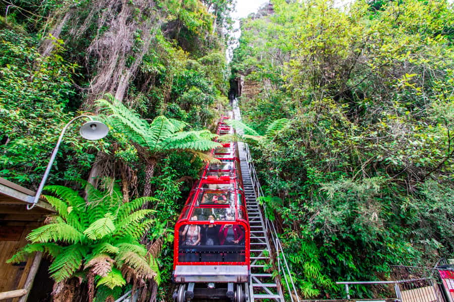 From Sydney: Blue Mountains, Scenic World, Zoo, & Ferry Ride - A big day that links mountains, wildlife and harbour views