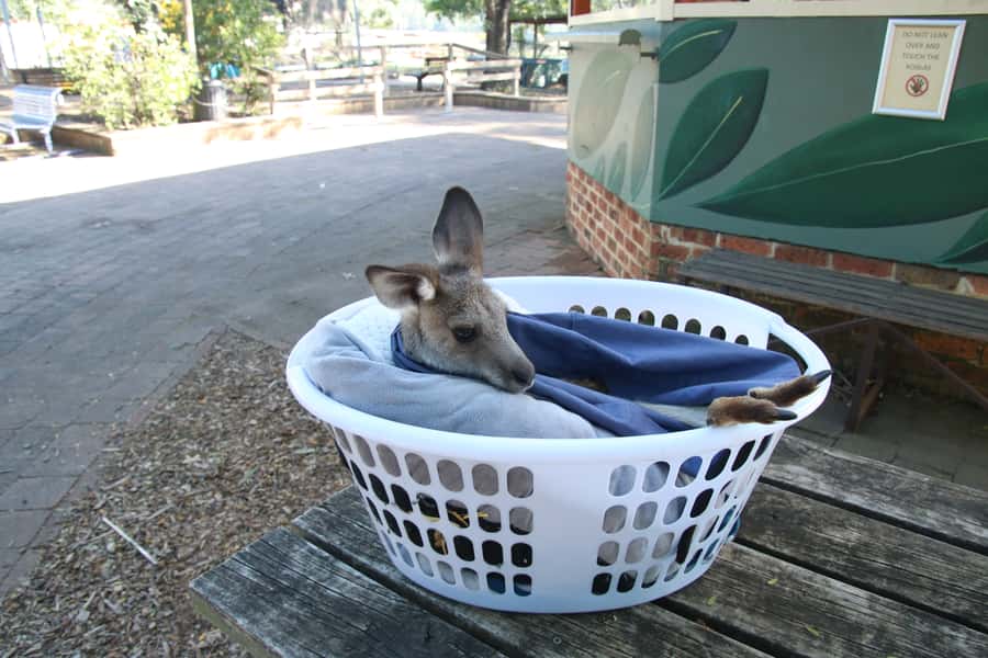 From Sydney: Blue Mountains Small-Group Tour Picnic & Hike - Group size, commentary, and language