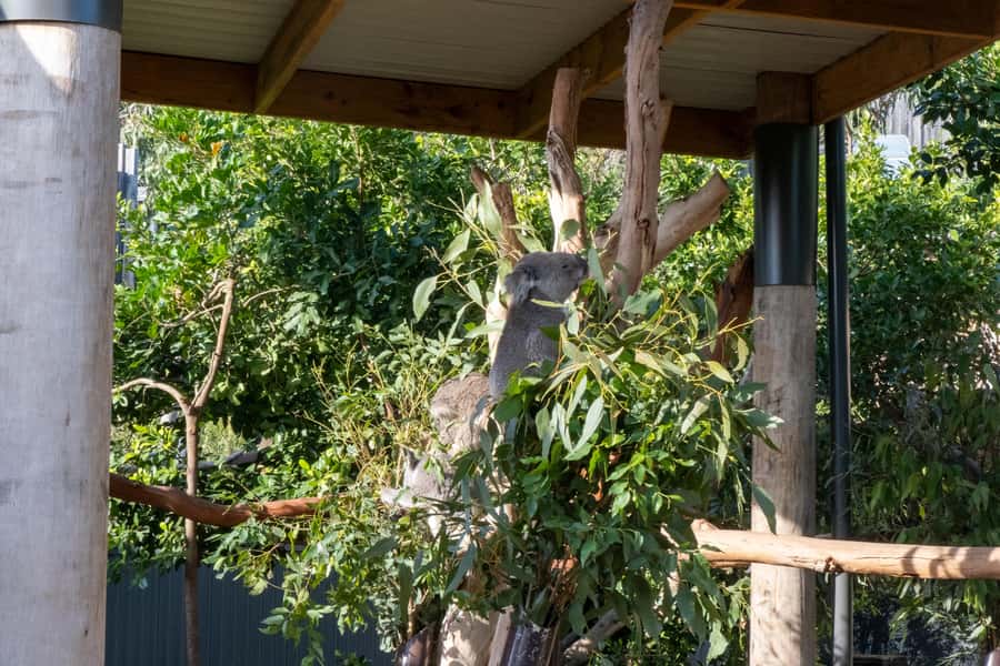 From Sydney: Blue Mountains, Sydney Zoo & Walking Tour - The unusual ferry finish at Homebush Bay