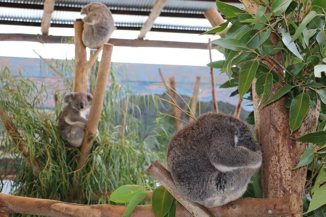 From Sydney: Blue Mountains with Zoo, Koala Photo & Scenic World - Gordon Falls offers a quieter mountain view