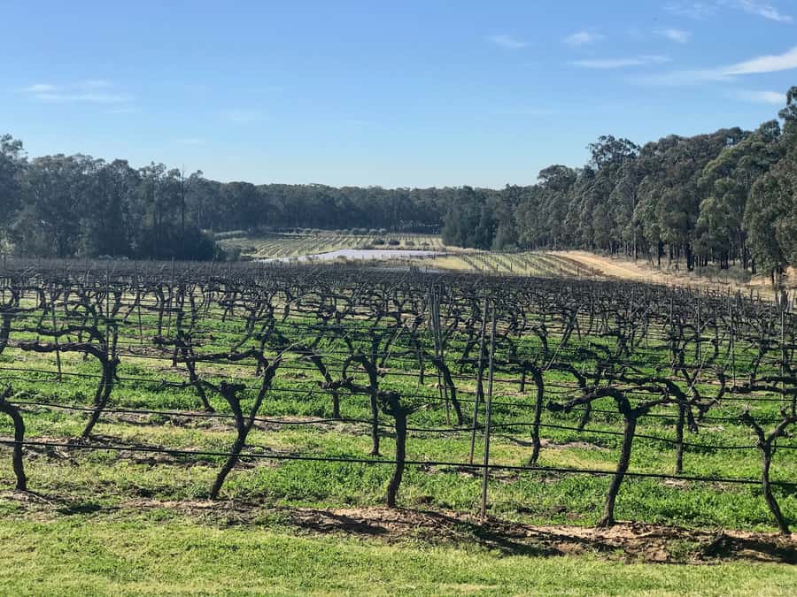 From Sydney: Hunter Valley Wine Tasting & Winery Picnic Tour - Key points to know