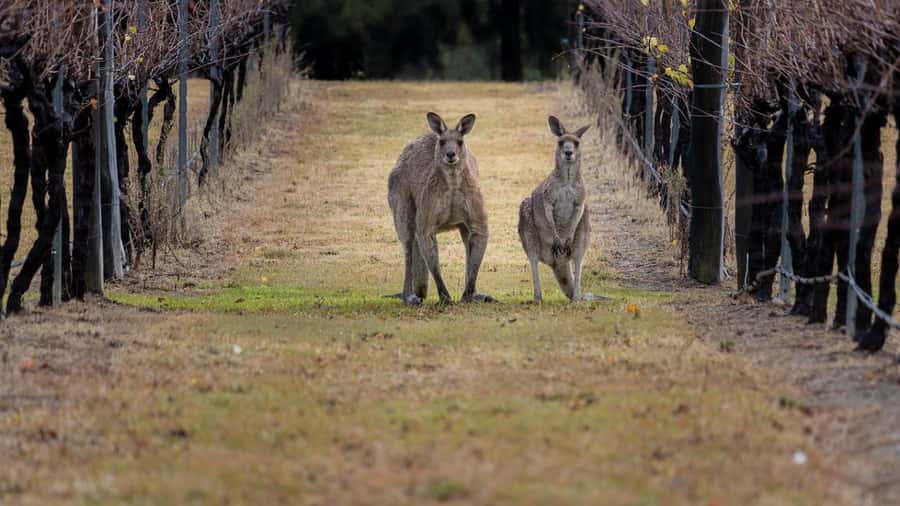 From Sydney: Hunter Valley Wine Tasting & Winery Picnic Tour - The road north and the Wyong break