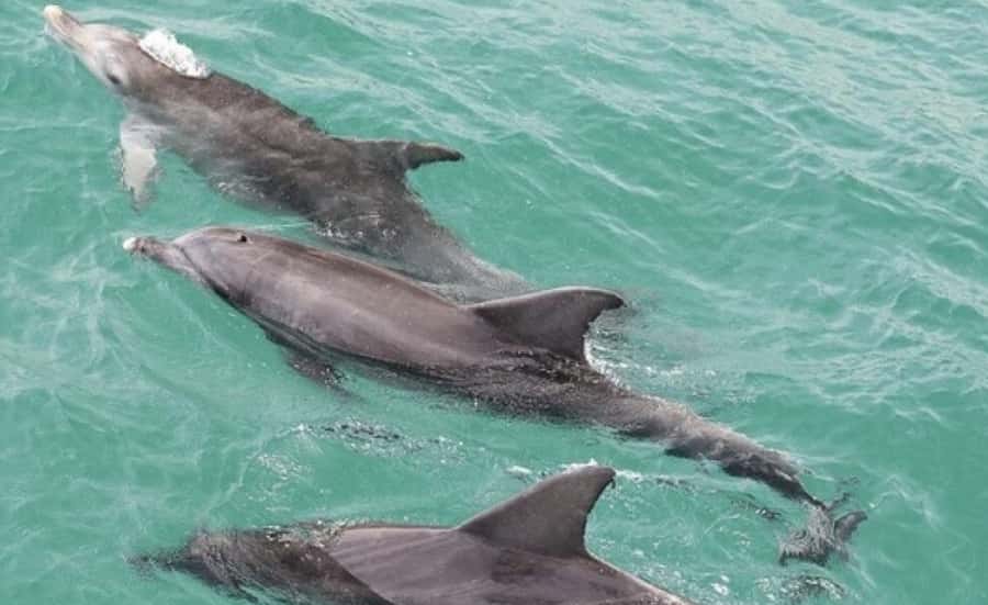 From Sydney: Jervis Bay Day Tour and Dolphin Watching Cruise - Why Jervis Bay makes a worthwhile escape from Sydney