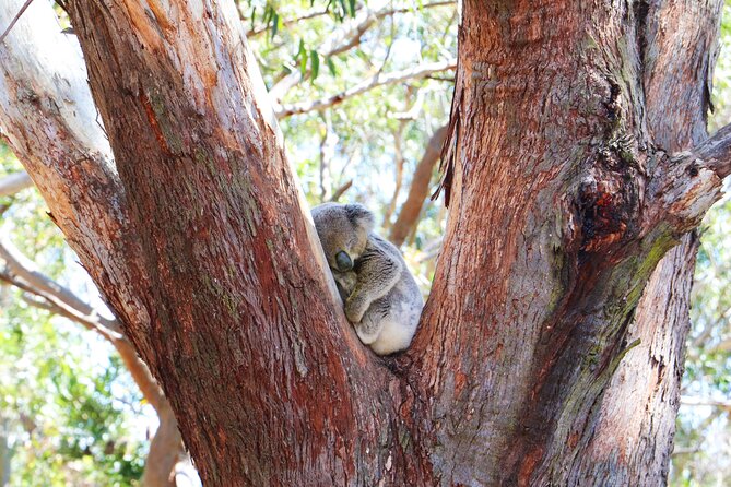 From Sydney: Port Stephens Dolphin, Koalas, Lunch & Sandboarding - Meeting koalas at the Port Stephens Koala Sanctuary