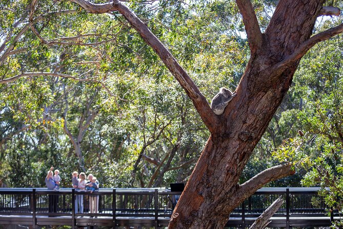 From Sydney: Port Stephens Dolphin, Koalas, Lunch & Sandboarding - How much value do you get for $142.01?