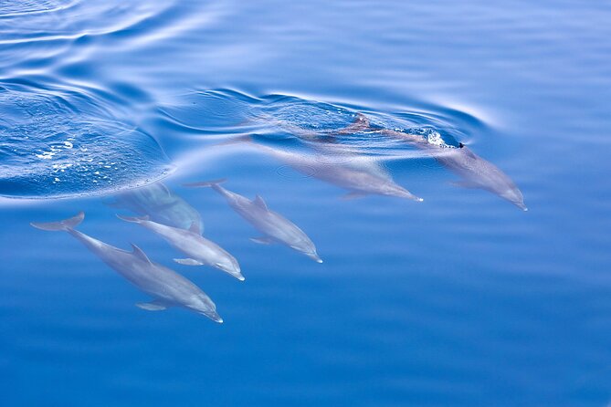 From Sydney: Port Stephens Dolphin, Koalas, Lunch & Sandboarding - Guides can shape the day