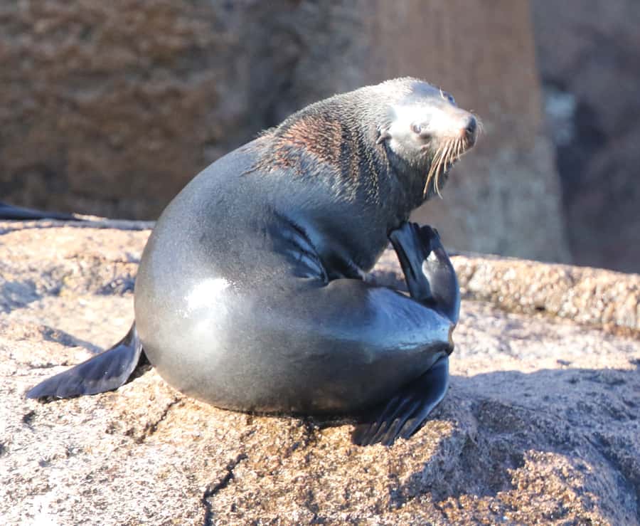 From Triabunna: Maria Island Cruise & Guided Walk with Lunch - What the crew adds to the experience