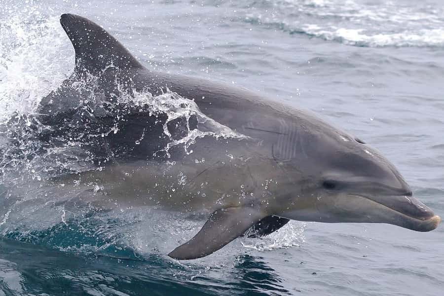 From Triabunna: Maria Island Cruise & Guided Walk with Lunch - Weather, comfort, and practical limits