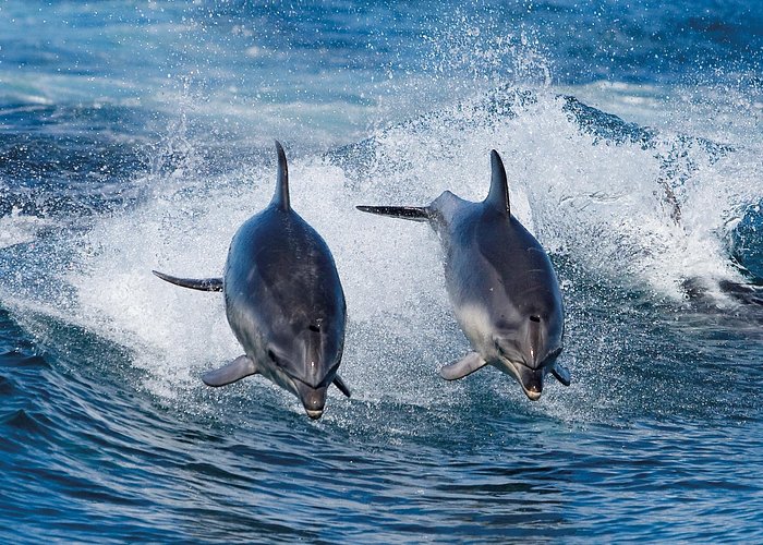 Full-Day Bruny Island Cruises Day Tour from Hobart - The three-hour cruise reaches Bruny’s wild side