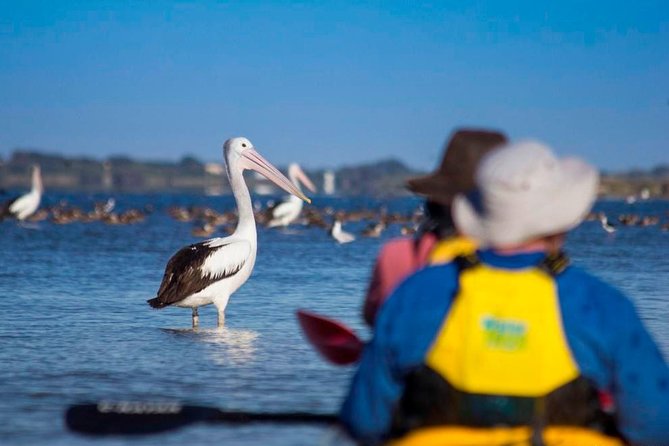 Full Day Kayaking Tour in Coorong National Park - The Young Husband Peninsula walk