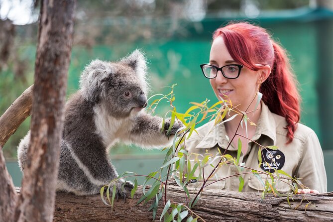 Full-Day Phillip Island Tour with Kangaroo, Koala and Penguin Parade - Why the Penguin Parade is the star