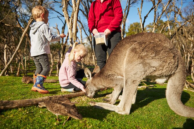 Full-Day Phillip Island Tour with Kangaroo, Koala and Penguin Parade - Moonlit Sanctuary: Australian animals with limited time