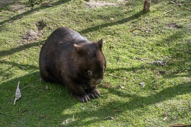 Full-Day Phillip Island Tour with Kangaroo, Koala and Penguin Parade - A long day on the bus, with the right guide