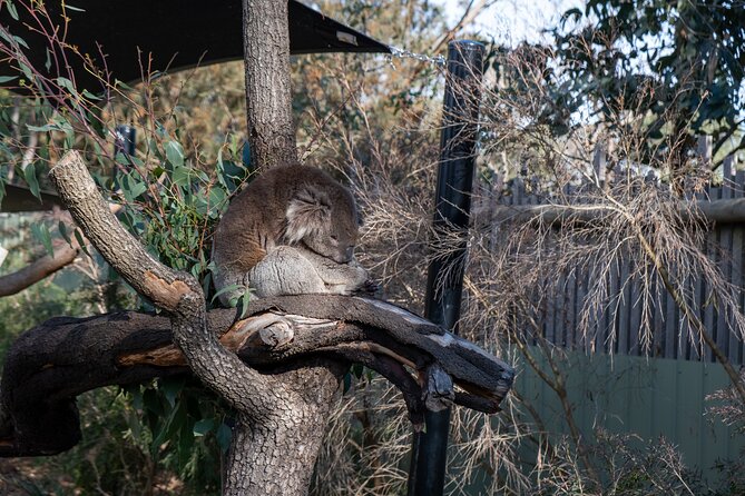Full-Day Phillip Island Tour with Kangaroo, Koala and Penguin Parade - Who should book this Phillip Island day trip