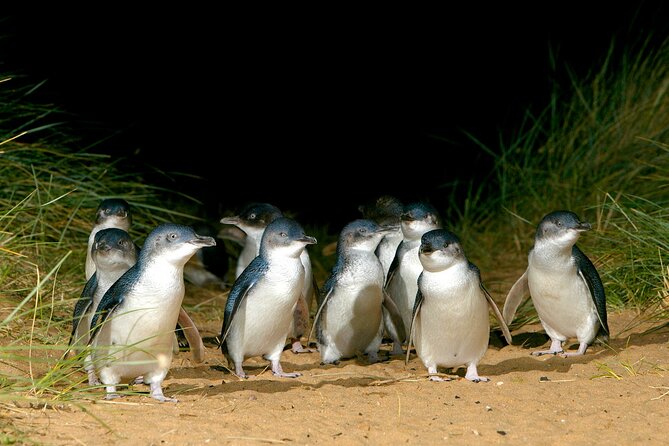 Full-Day Phillip Island Tour with Kangaroo, Koala and Penguin Parade - Woolamai Beach brings open space and surf
