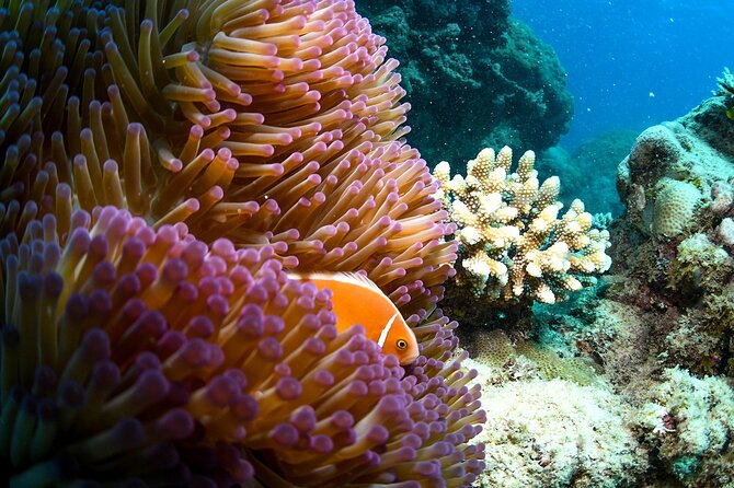 Full Day Reef Cruise and 10 Minute Helicopter Scenic Flight - The return ride and afternoon treat