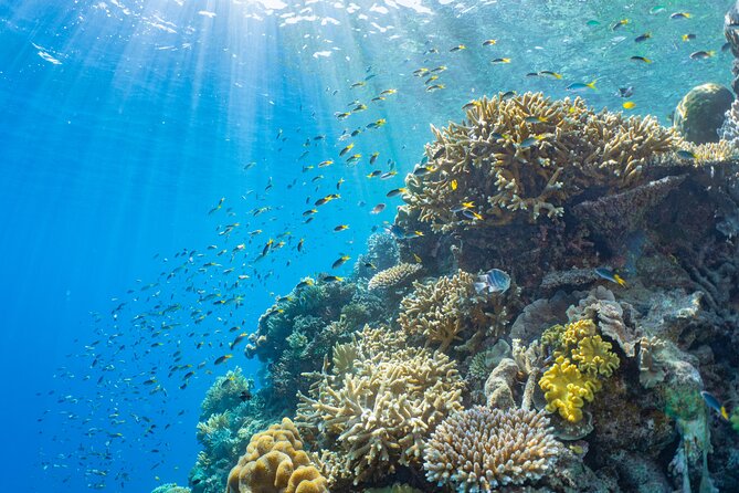 Full Day Tour to Sunlover Cruises Moore Reef and Fitzroy Island - Fitzroy Island from 12:45 p.m. to 3:30 p.m.