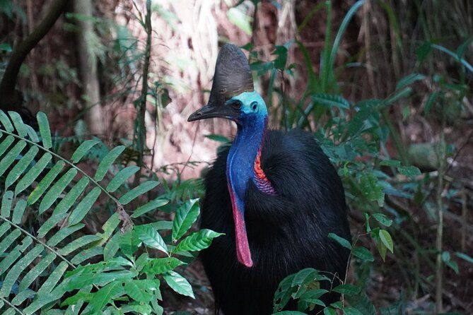 Fun, Falls and Forests Day Trip from Cairns - Lake Eacham adds geology and a calmer setting