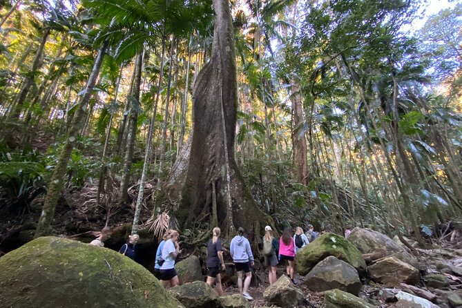 Glow-worms, Waterfalls & Rainforest Experience - Stories from guides who care about the place