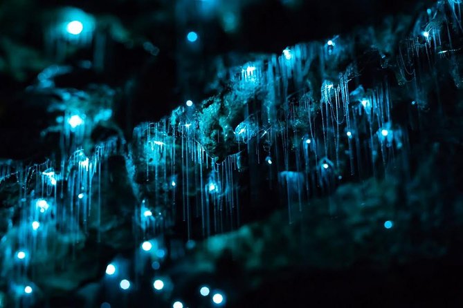 Glow-worms, Waterfalls & Rainforest Experience - Waterfalls, lookouts, and cold swimming holes