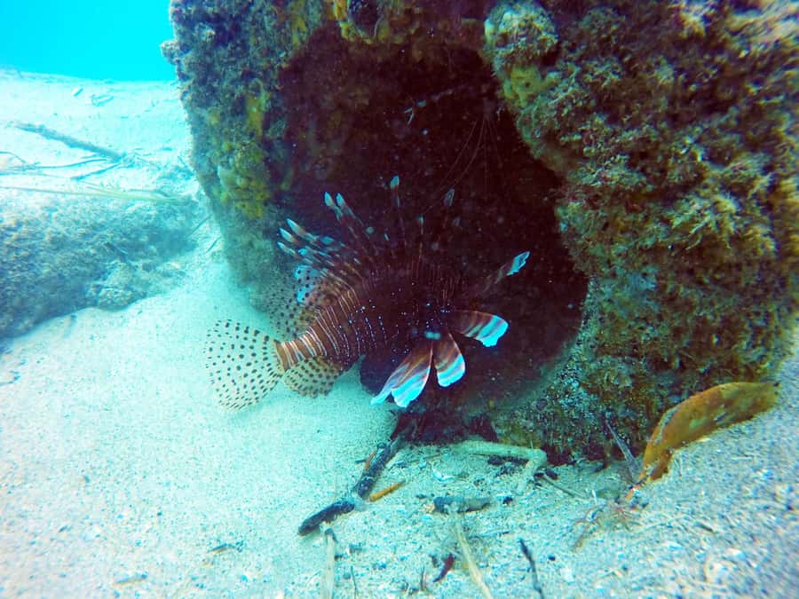 Gold Coast: 3-Day PADI Open Water Course - Price, timing, and cancellation