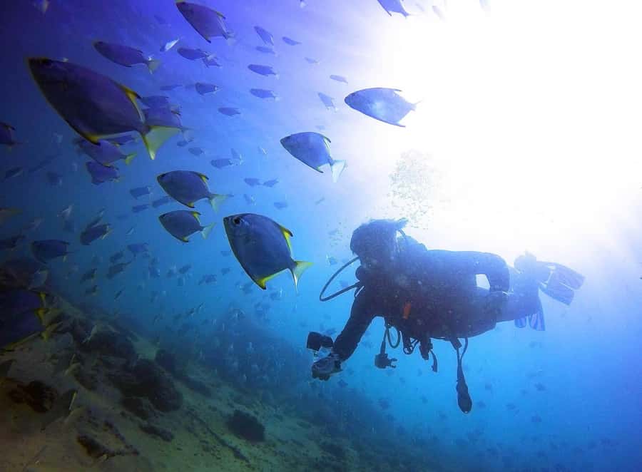 Gold Coast: 3-Day PADI Open Water Course - Day three: taking your new skills into open water