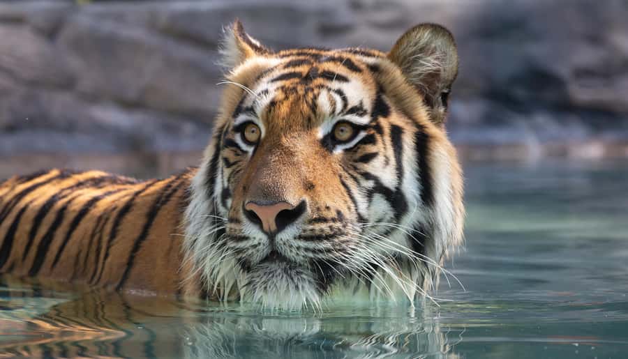 Gold Coast: Dreamworld 1-Day Entry Ticket - How to plan a 10:30am to 4:00pm day